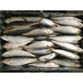 Fresh W/R Frozen Sardine Fish